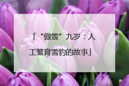 “傲雪”九岁：人工繁育雪豹的故事