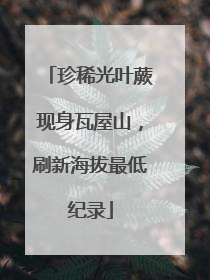 珍稀光叶蕨现身瓦屋山，刷新海拔最低纪录