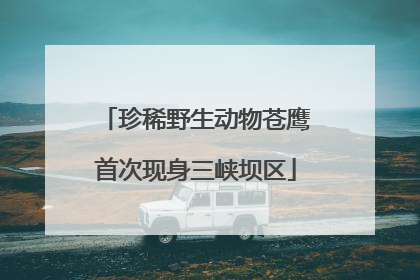 珍稀野生动物苍鹰首次现身三峡坝区