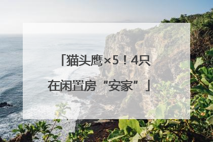 猫头鹰×5！4只在闲置房“安家”