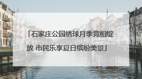 石家庄公园绣球月季竞相绽放 市民乐享夏日缤纷美景
