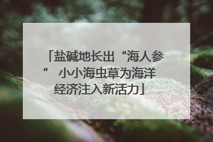 盐碱地长出“海人参” 小小海虫草为海洋经济注入新活力