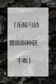 乐陵马铃薯原原种获丰收