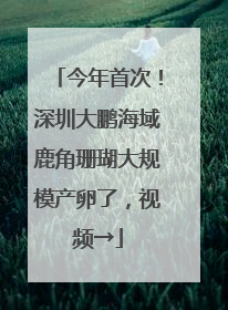 今年首次！深圳大鹏海域鹿角珊瑚大规模产卵了，视频→