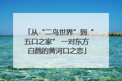 从“二鸟世界”到“五口之家” 一对东方白鹳的黄河口之恋