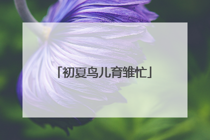 初夏鸟儿育雏忙