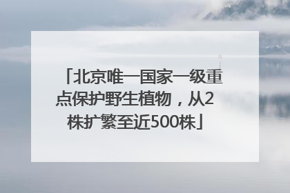 北京唯一国家一级重点保护野生植物，从2株扩繁至近500株