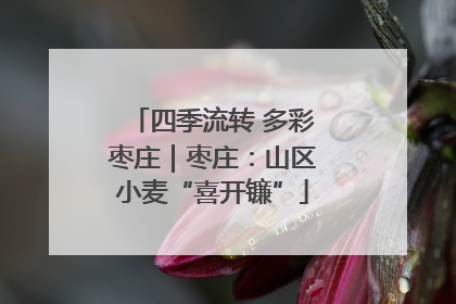 四季流转 多彩枣庄｜枣庄：山区小麦“喜开镰”
