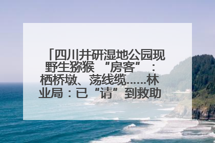 四川井研湿地公园现野生猕猴 “房客”：栖桥墩、荡线缆……林业局：已“请”到救助站，将放归自然