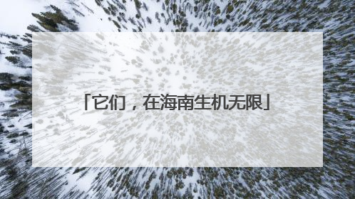 它们，在海南生机无限