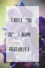 夏日“顶流”！福州荷花盛开