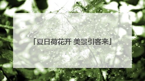 夏日荷花开 美景引客来