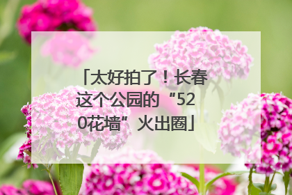 太好拍了！长春这个公园的“520花墙”火出圈