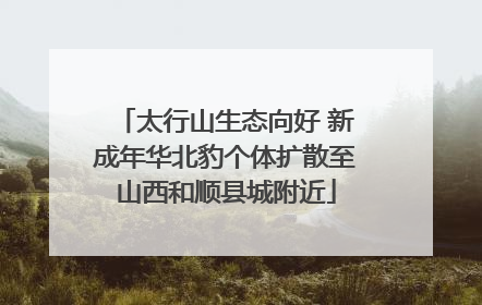 太行山生态向好 新成年华北豹个体扩散至山西和顺县城附近