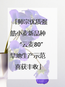 师宗优质强筋小麦新品种“云麦80”旱地生产示范喜获丰收