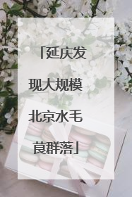 延庆发现大规模北京水毛茛群落