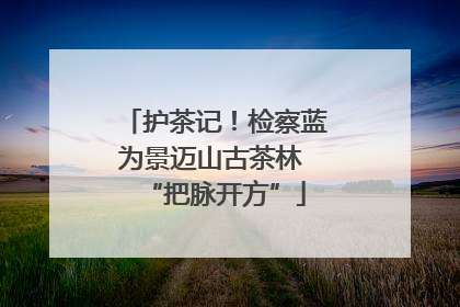 护茶记！检察蓝为景迈山古茶林 “把脉开方”