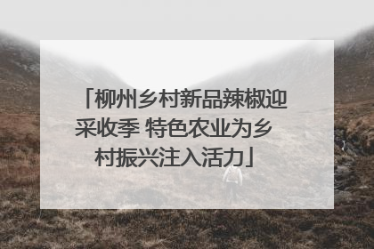 柳州乡村新品辣椒迎采收季 特色农业为乡村振兴注入活力