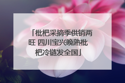 枇杷采摘季供销两旺 四川宝兴晚熟枇杷冷链发全国