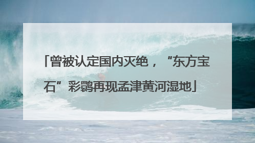 曾被认定国内灭绝，“东方宝石”彩鹮再现孟津黄河湿地