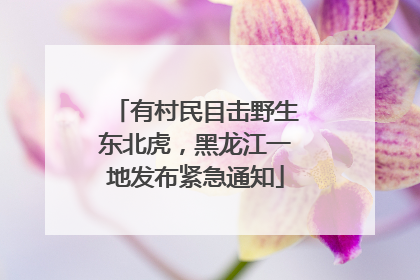 有村民目击野生东北虎，黑龙江一地发布紧急通知