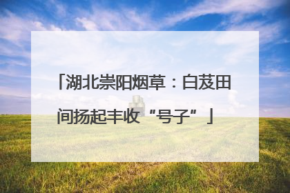 湖北崇阳烟草：白芨田间扬起丰收“号子”