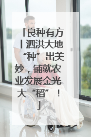 良种有方丨泗洪大地“种”出美妙，铺就农业发展金光大“稻”！