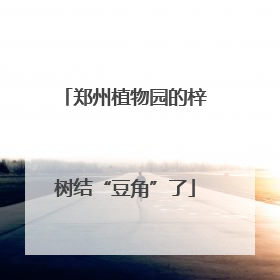 郑州植物园的梓树结“豆角”了