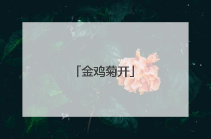 金鸡菊开