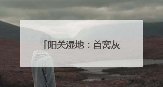阳关湿地：首窝灰雁“宝宝”出窝了