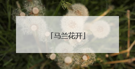 马兰花开