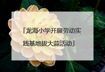 龙海小学开展劳动实践基地拔大蒜活动