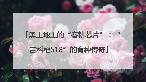 黑土地上的“春耕芯片”：“吉科稻518”的育种传奇
