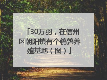 30万羽，在信州区朝阳镇有个鹌鹑养殖基地（图）